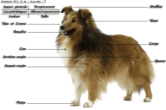 Berger des Shetland Berger des Shetland