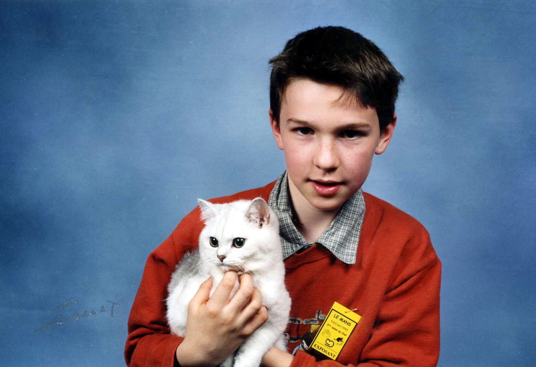 British Shorthair British Shorthair