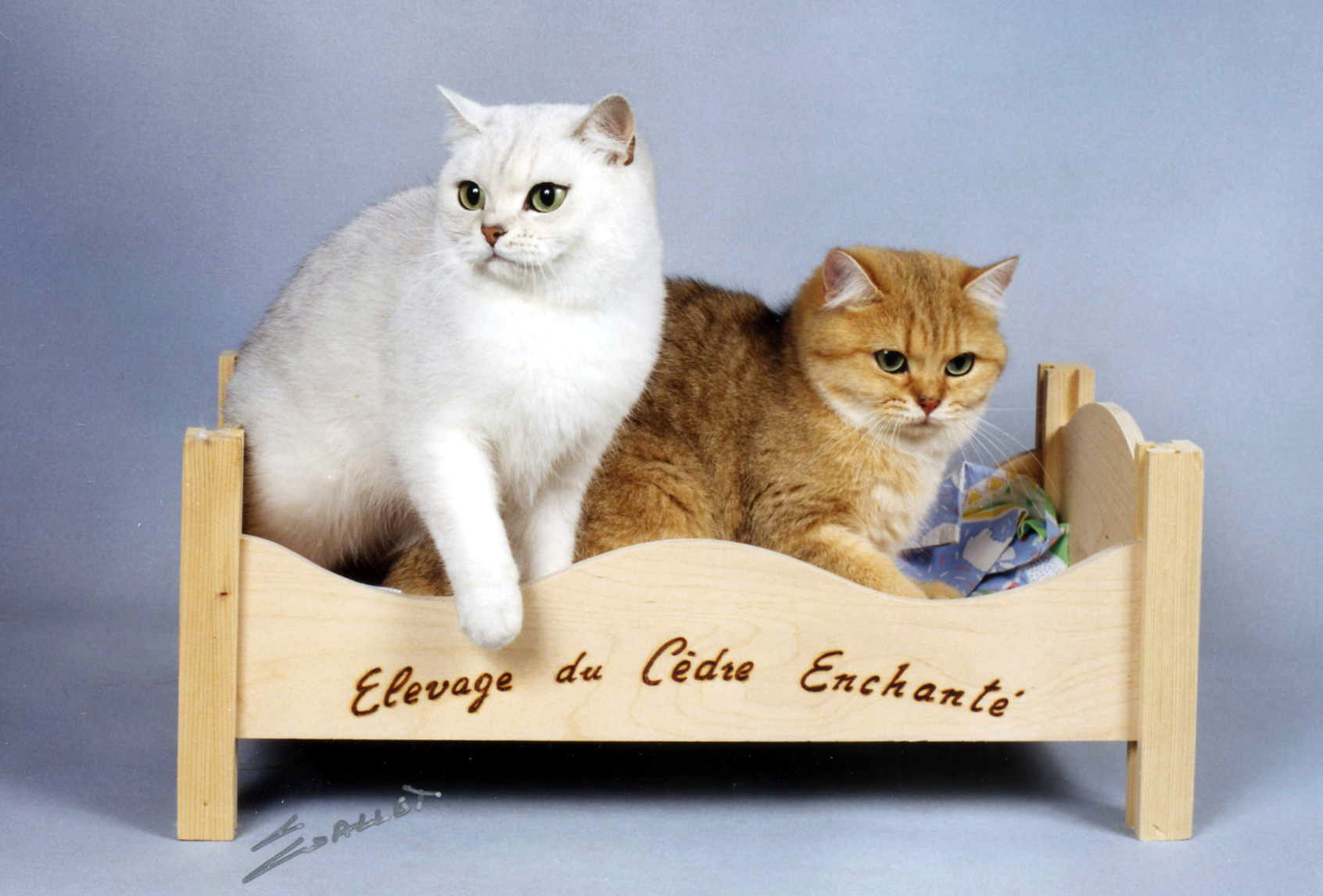 British Shorthair British Shorthair