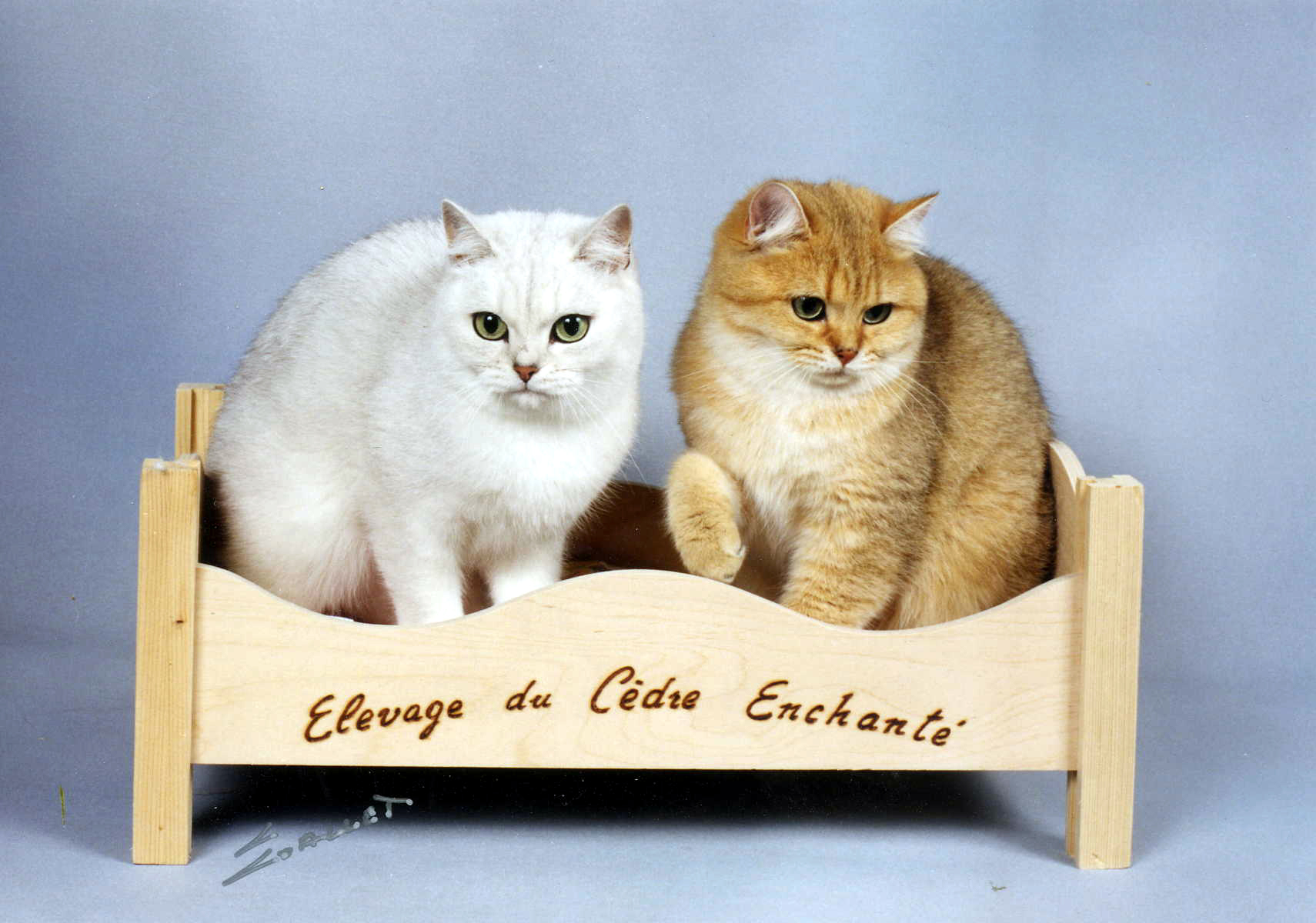 British Shorthair British Shorthair