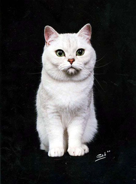 British Shorthair British Shorthair