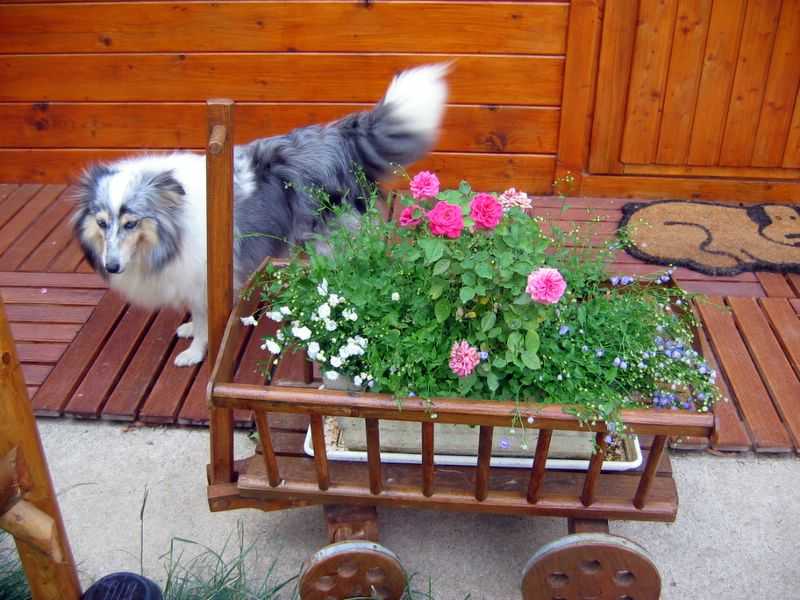 Elevage du Cèdre Enchanté