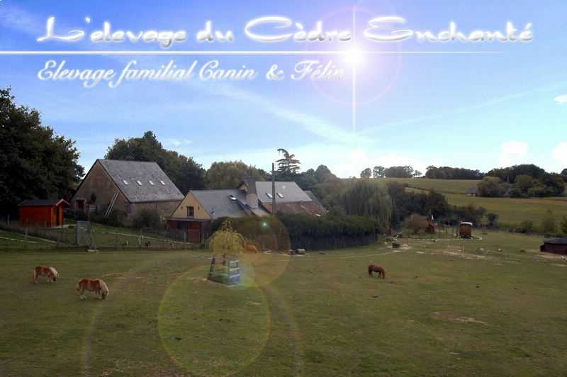 Elevage du Cèdre Enchanté