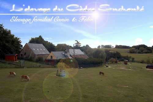 Elevage du Cèdre Enchanté